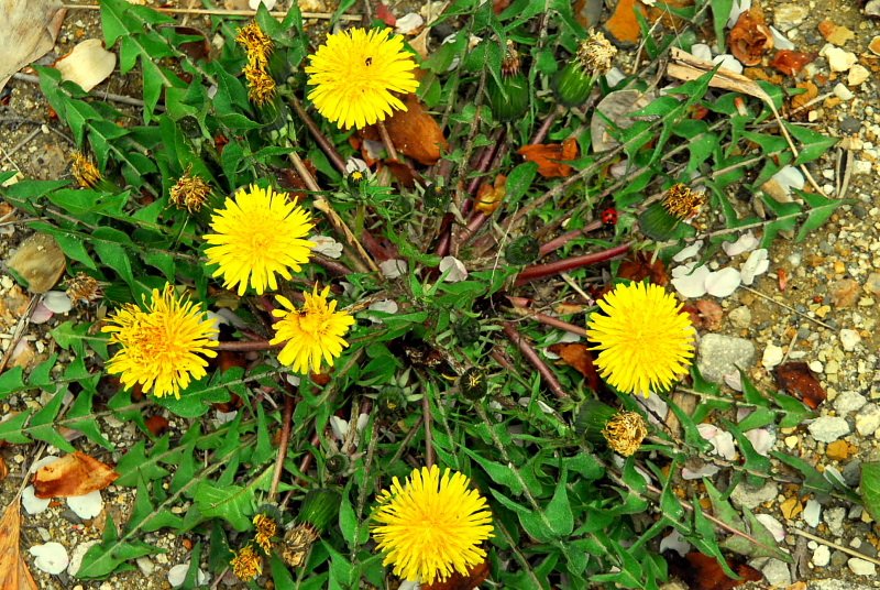 岐阜県立恵那特別支援学校ホームページ