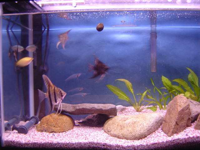 分校水族館