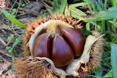 Chestnut picking