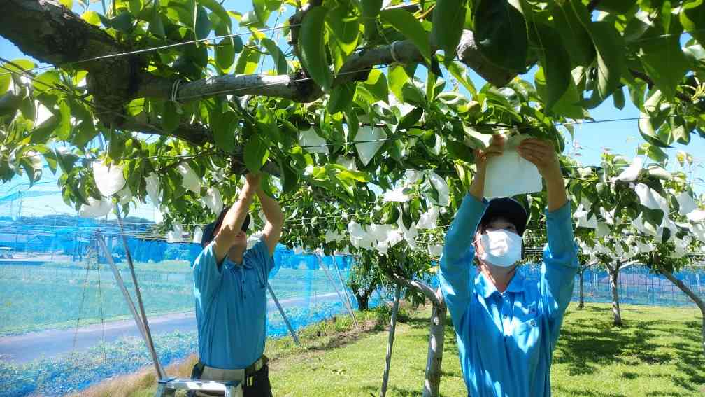 Bagging of pears