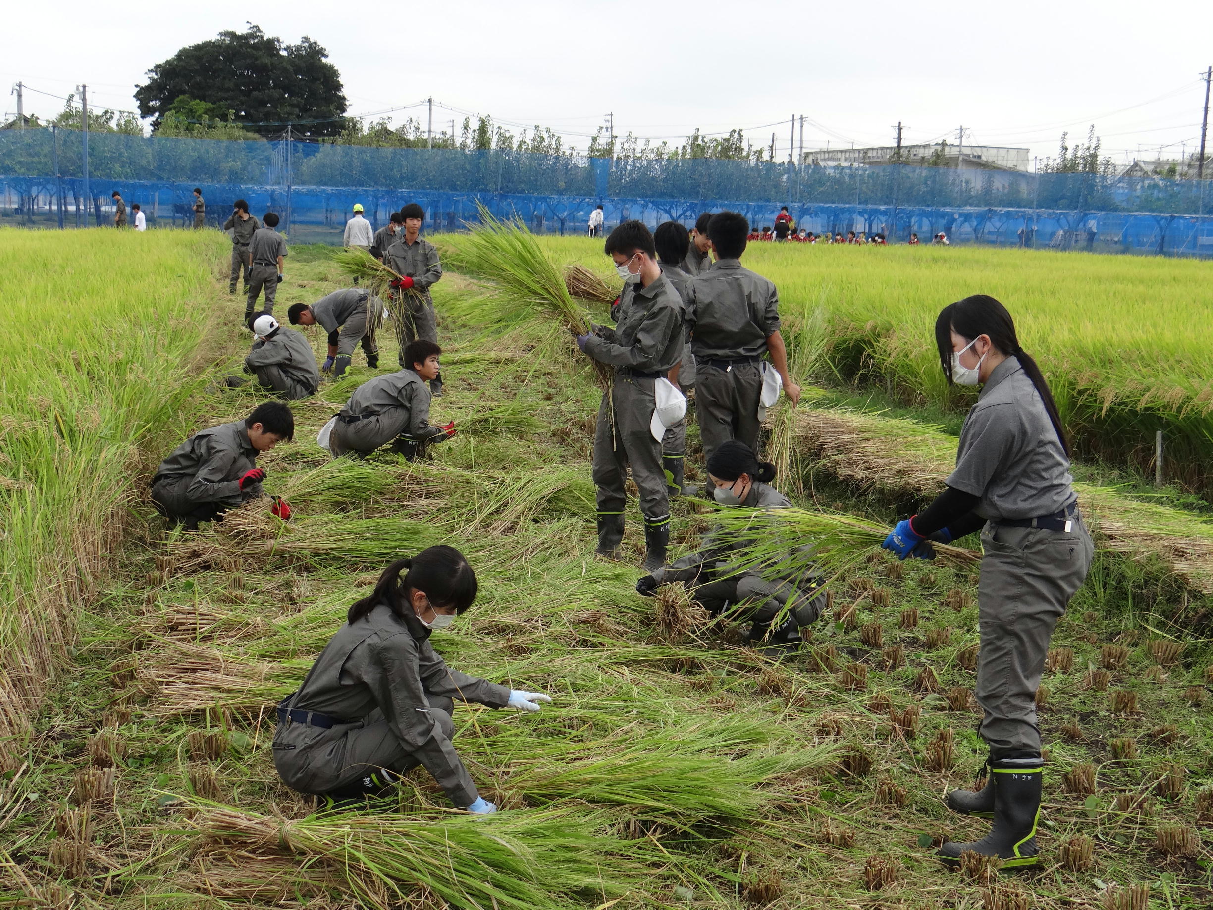 Rice harvesting