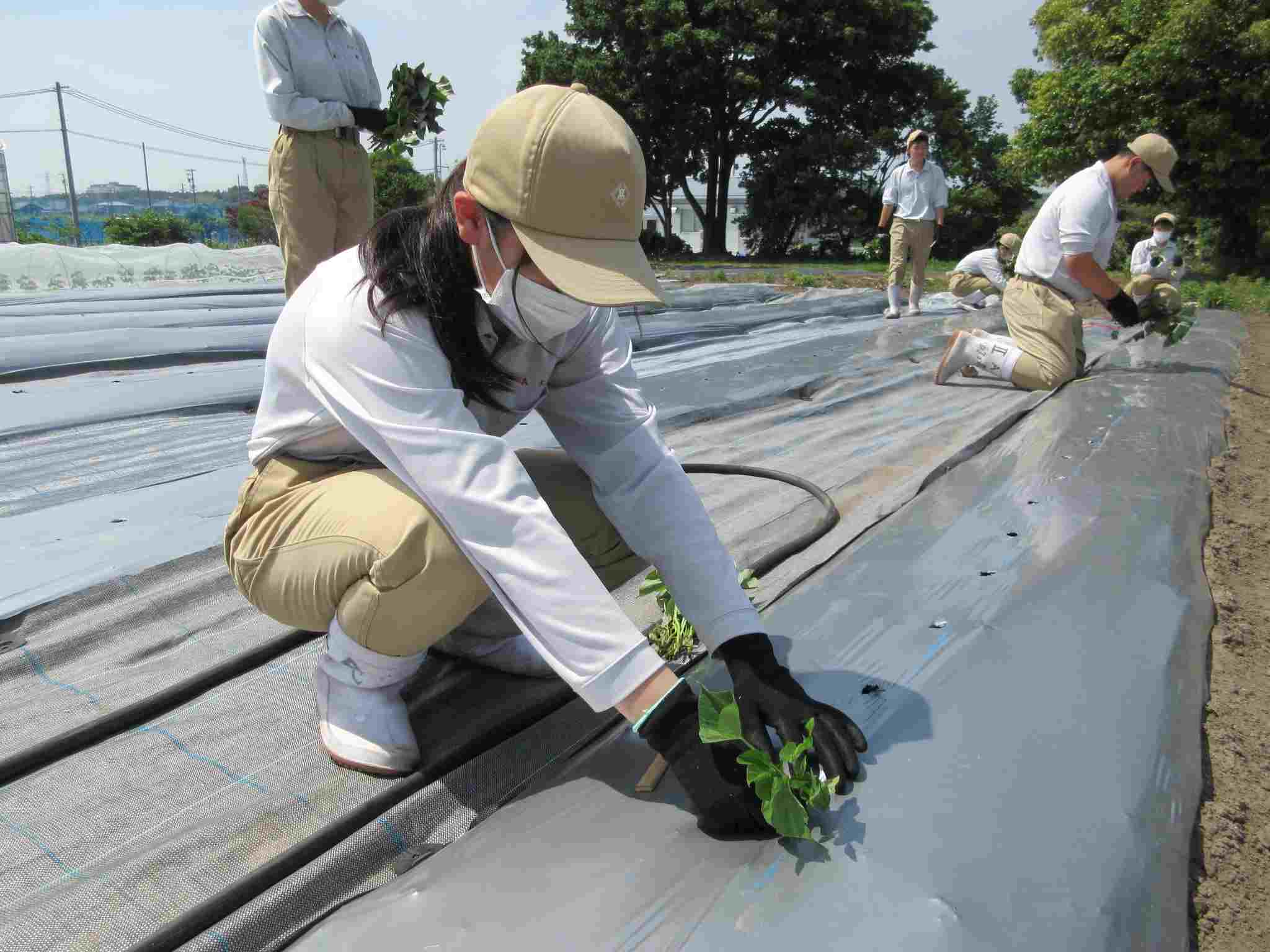 サツマイモを定植しました!! – 岐阜県立加茂農林高等学校 生産科学科